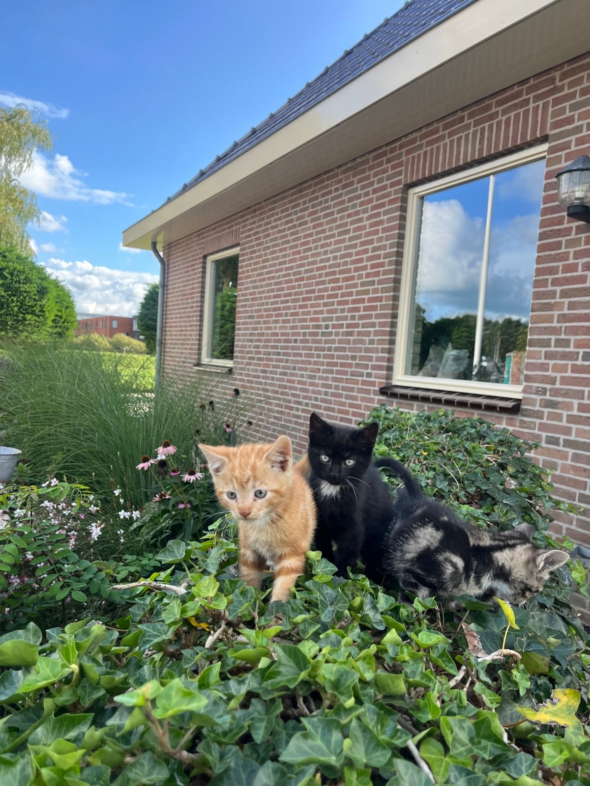 boederij kittens, Dieren en Toebehoren, Kater