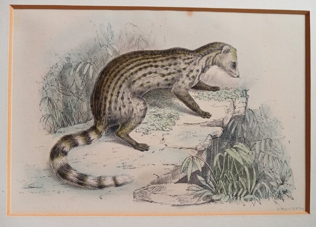 3 prenten litho steendruk P.W.M. Trap Maki Civet 1868, Verzenden, Dieren en Natuur, Lithografie