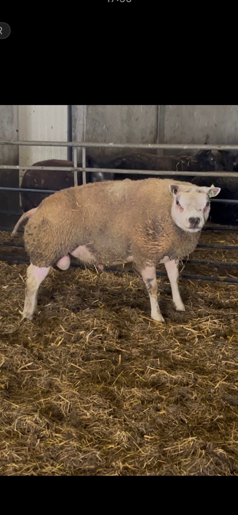 1 1/2 jarige texelaar ram te koop, Mannelijk, Schaap, 0 tot 2 jaar
