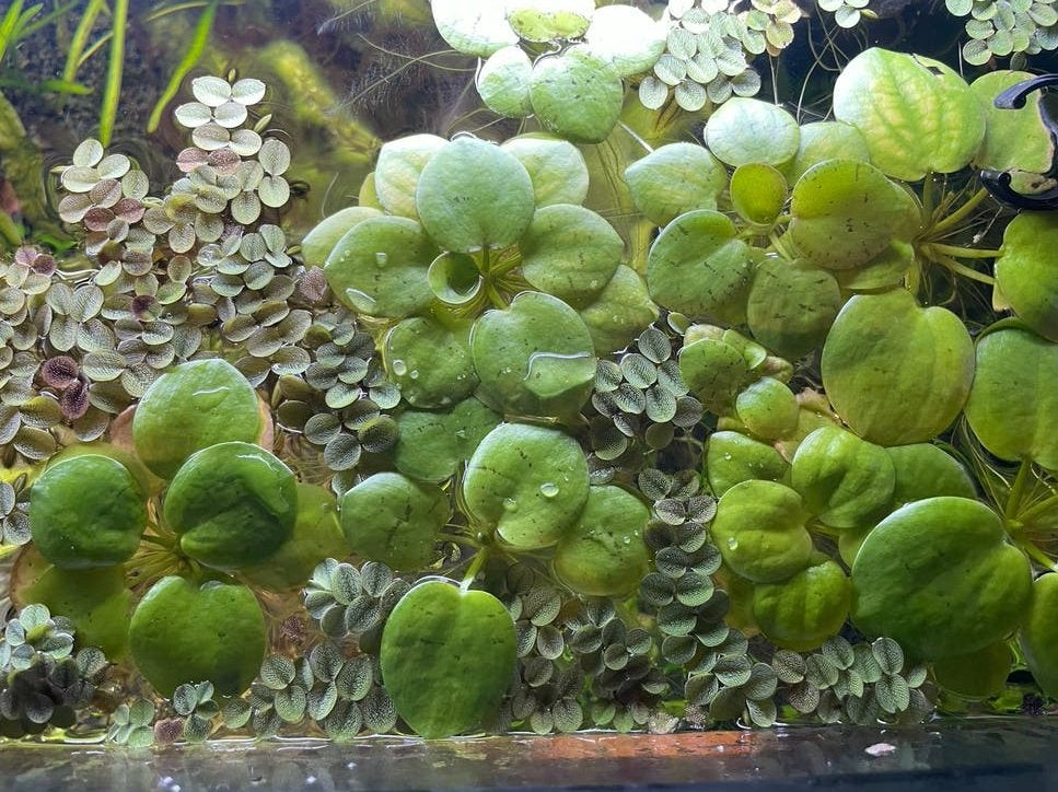 Drijfplanten aquarium limnobium laevigatum, Kreeft, Krab of Garnaal, Zoetwatervis