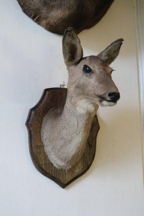 Opgezette hertenkop uit de Atlantische Pyreneeën, Verzamelen, Dierenverzamelingen, Ophalen of Verzenden, Gebruikt, Wild dier, Opgezet dier