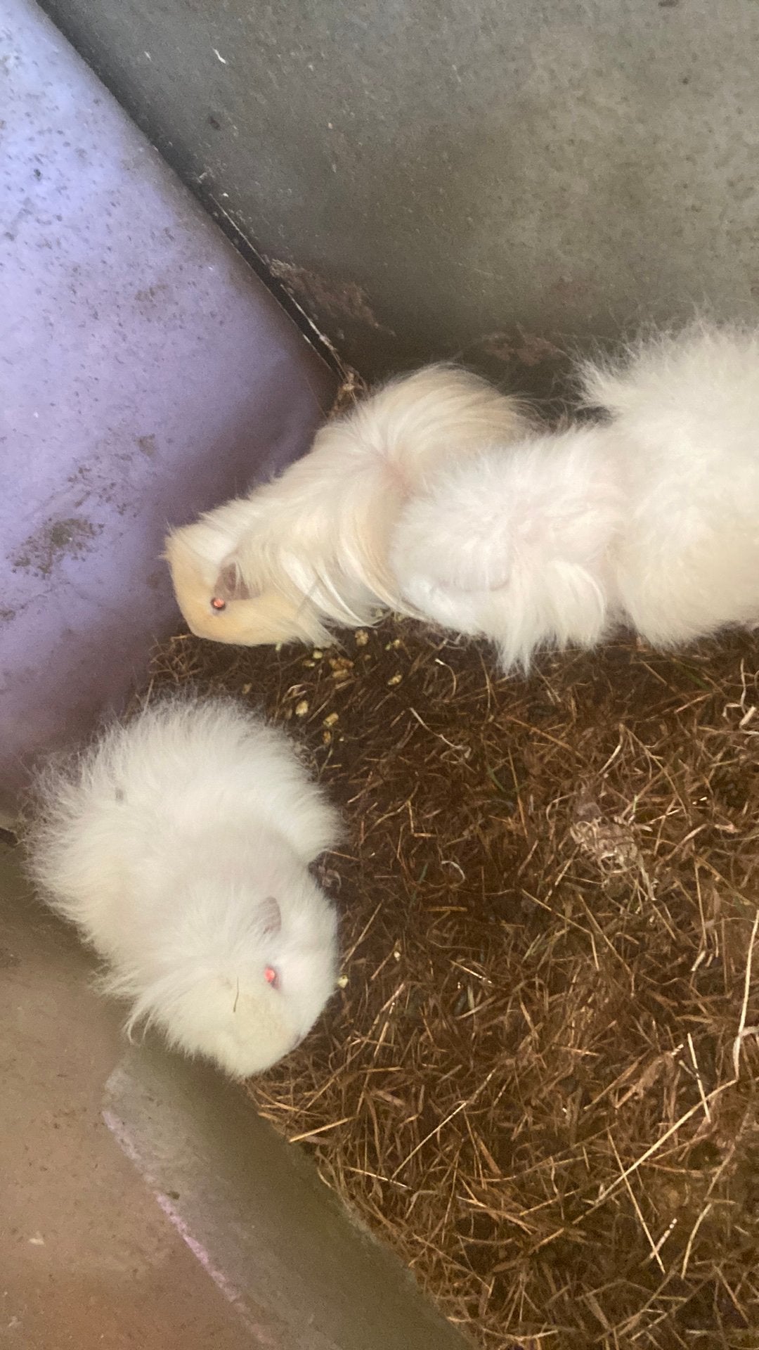 Gratis Cavias, Dieren en Toebehoren, Maart, Mannelijk, Cavia