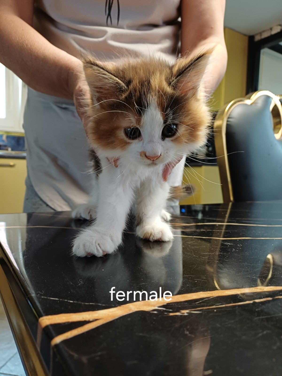 maine coon, Dieren en Toebehoren, Katten en Kittens | Raskatten | Langhaar