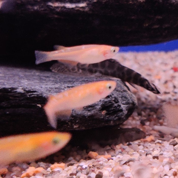 Oryzias latipes, Vis