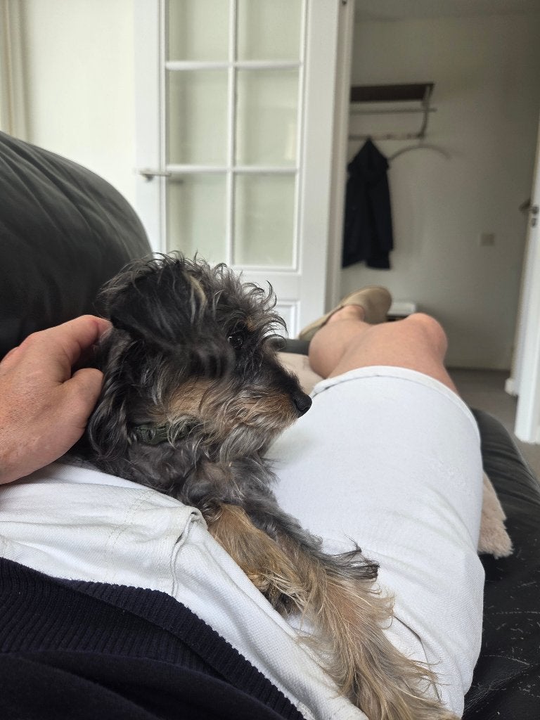 Op zoek naar een nieuw thuis voor Charlie, Dieren en Toebehoren, Honden | Niet-rashonden, 15 weken tot 1 jaar, Reu, CDV (hondenziekte)