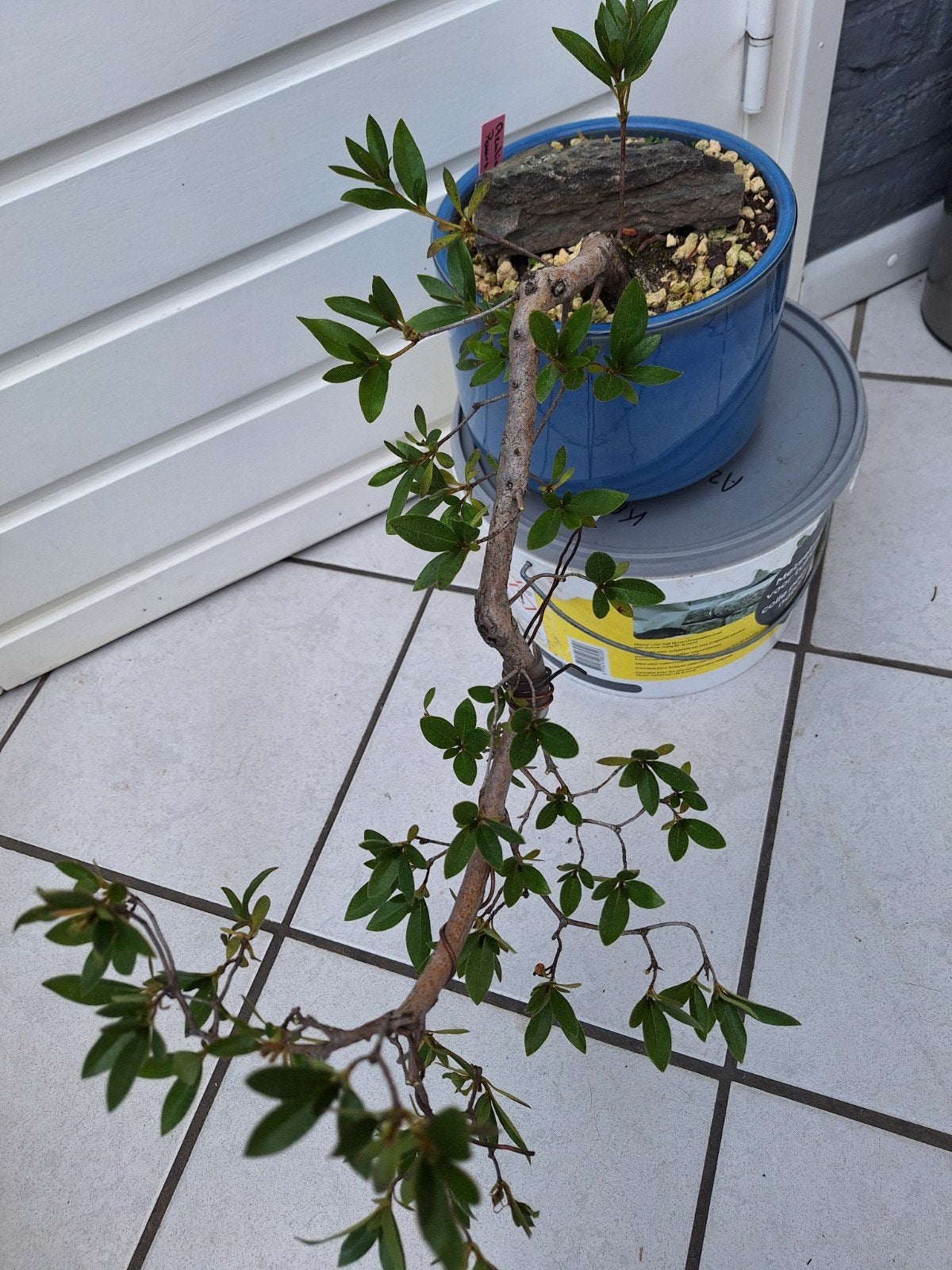 Azalia bonsai, Tuin en Terras, Ophalen, Volle zon, Overige soorten