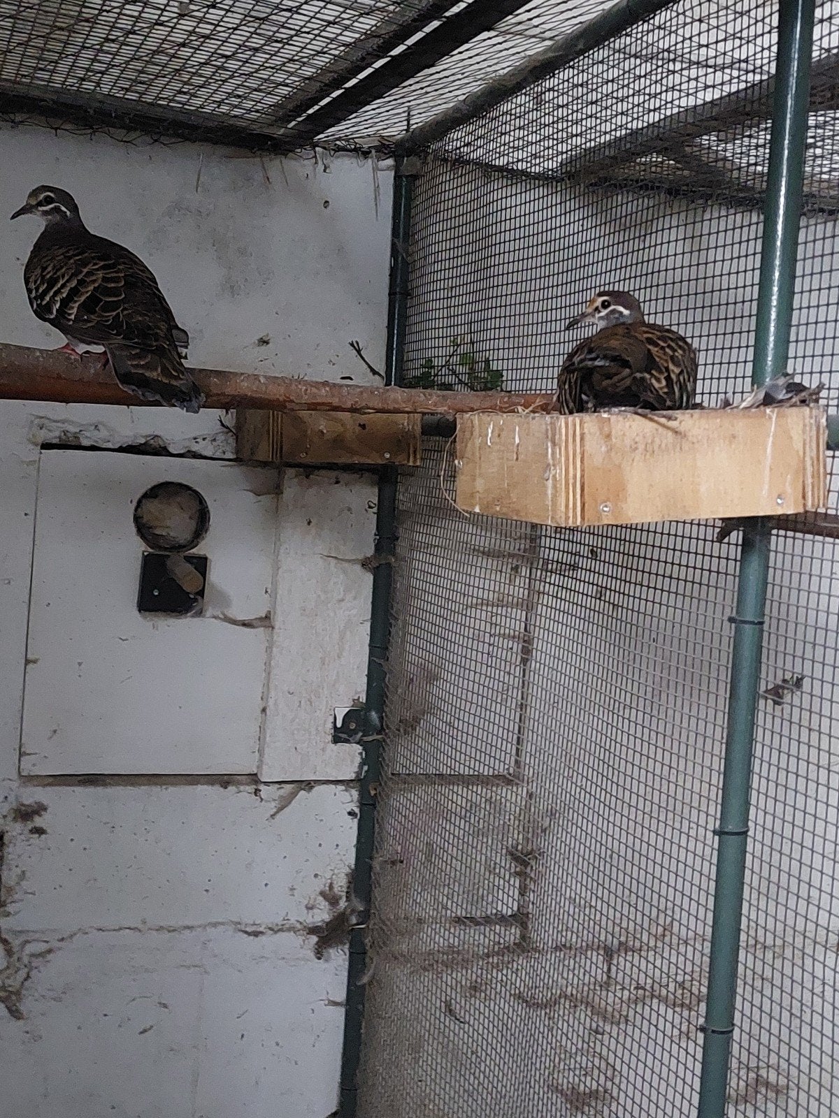 Bronsvleugel duifjes, Dieren en Toebehoren, Vogels | Overige Vogels, Meerdere dieren, Geringd
