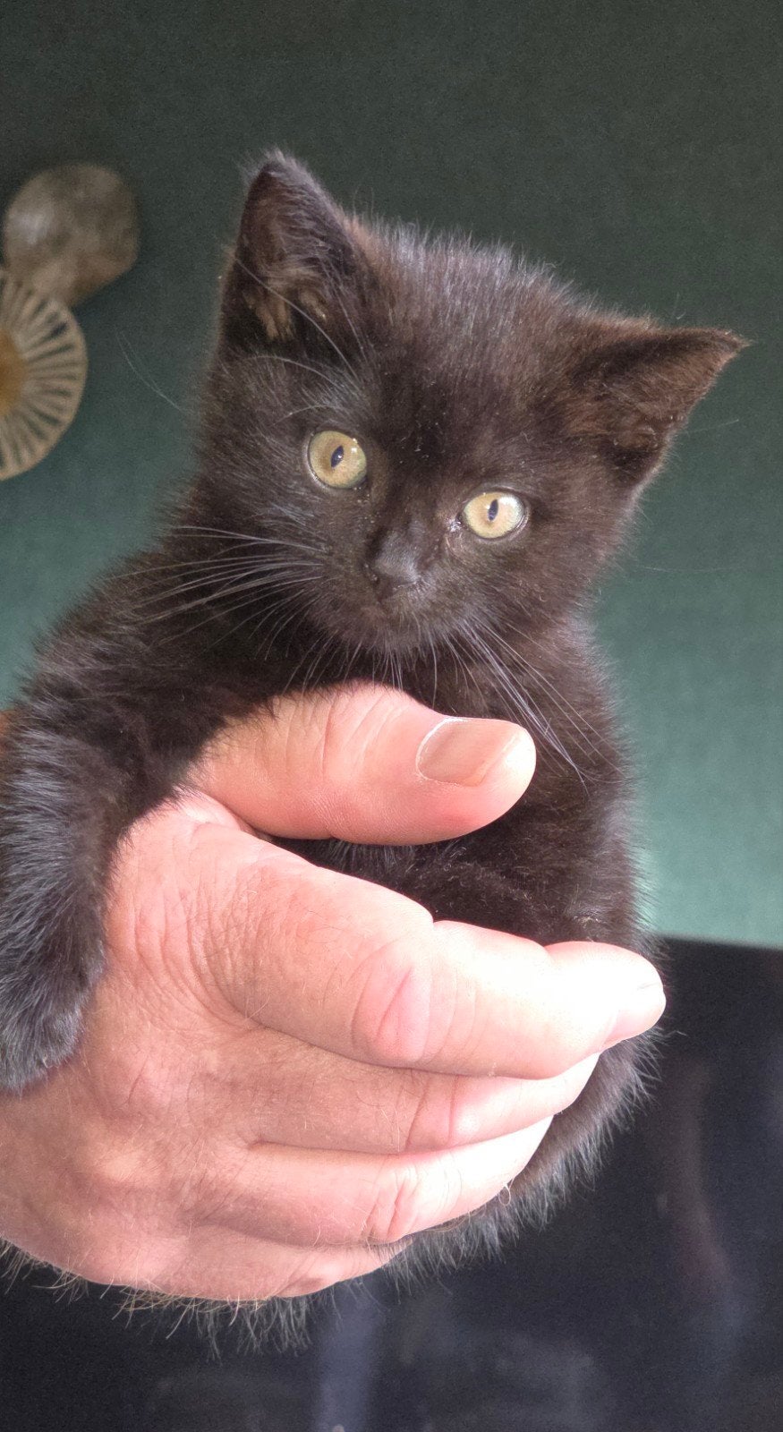 2 Britse Korthaar kittens bruin 8 weken mogen nu weg, Poes, Ontwormd