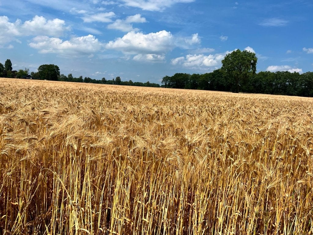 Gerstestro kleine balen af land, Ophalen, Nieuw