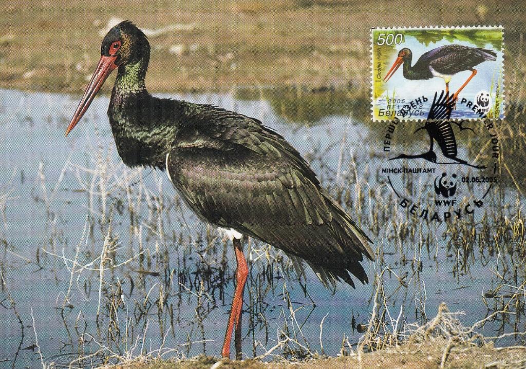 Belarus (Wit-Rusland)-OOI-13- 2005- Ooievaar-Maxicards- O, Verzenden, Overige landen, Postfris