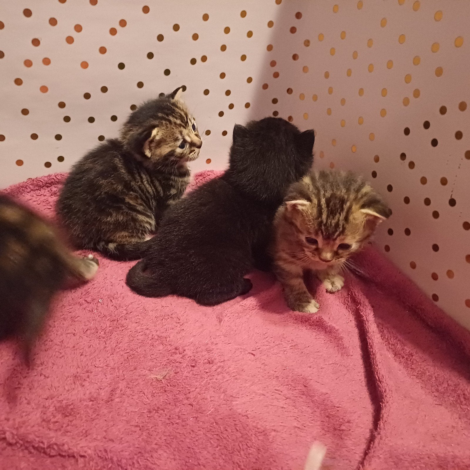 4 prachtige kittens te koop., Meerdere dieren, Ontwormd, 0 tot 2 jaar