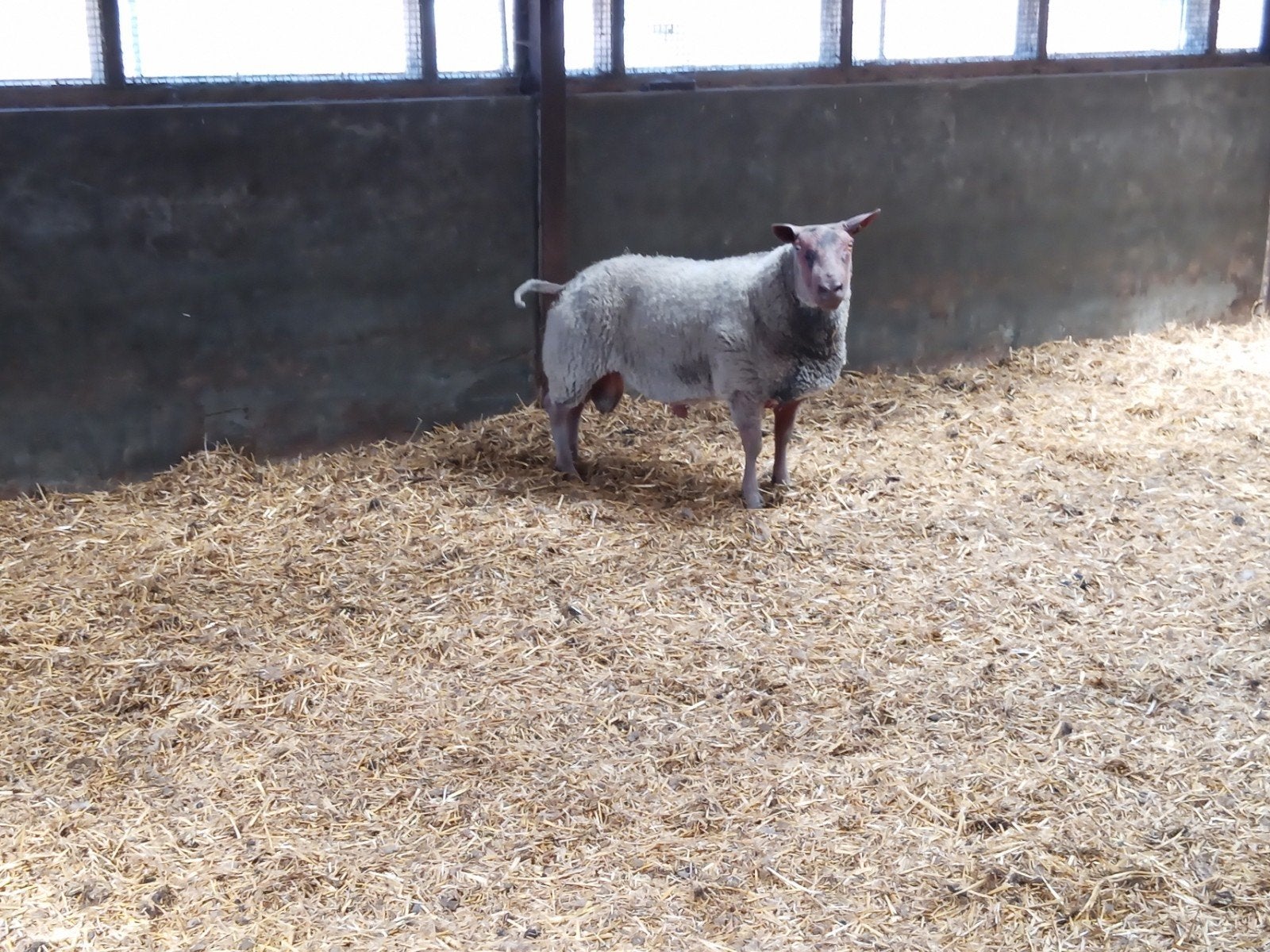 rouge de l'ouest dekram, Dieren en Toebehoren, Mannelijk, Schaap, 3 tot 5 jaar