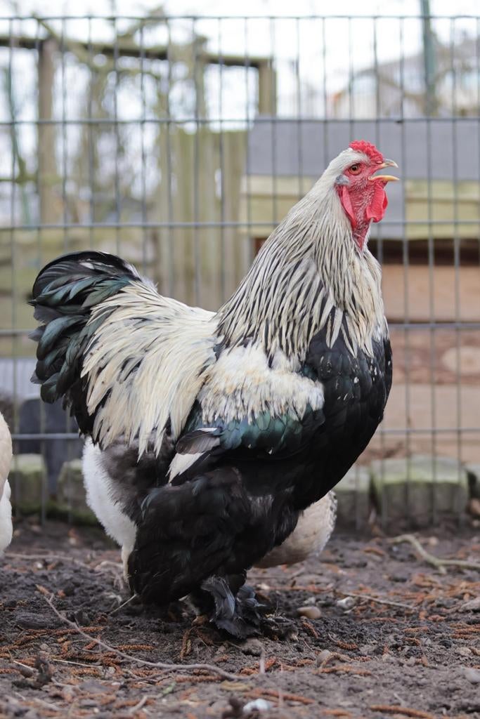 Brahma groothoender broedeieren, Dieren en Toebehoren, Pluimvee, Kip, Geslacht onbekend