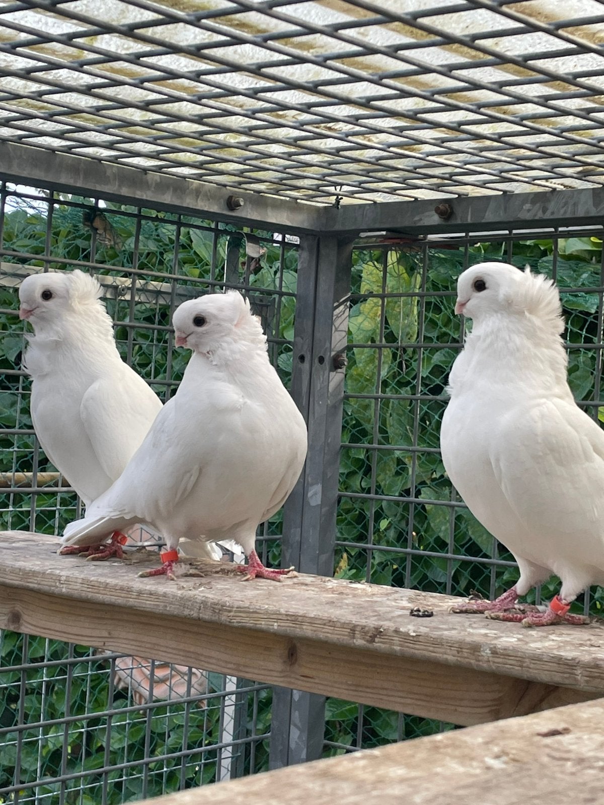 Trio witte Oud Duitse Meeuwen, Dieren en Toebehoren, Meerdere dieren, Overige soorten