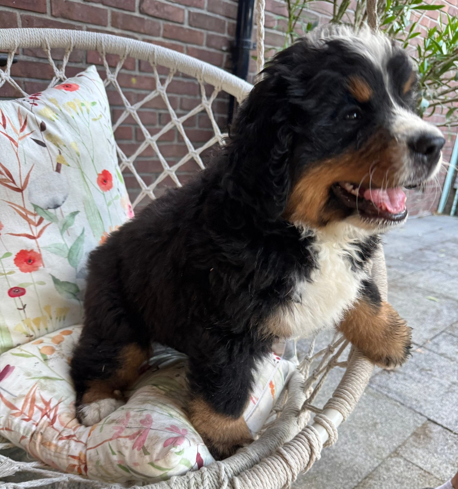 Nog één mooie  raszuivere Berner Sennen pup te koop; reutje, 8 tot 15 weken, Parvo, Meerdere, Nederland