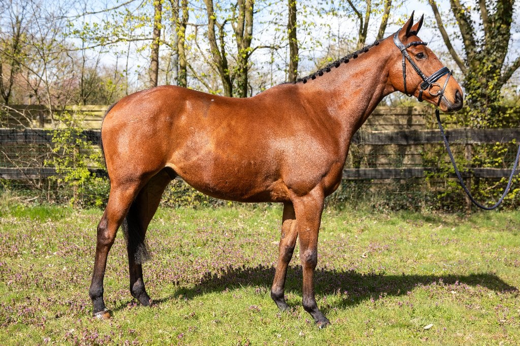 Te lease aangeboden: Ernie – De knuffelkont met talent, Paardrijles of Ponykampen