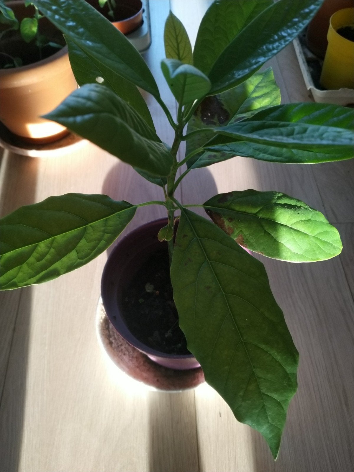Jonge Avocado Plant in Pot, Ophalen, Fruitplant, Halfschaduw, In pot
