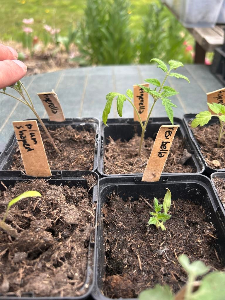 Tomatenplantjes, Ophalen, Volle zon, Groenteplanten, Eenjarig