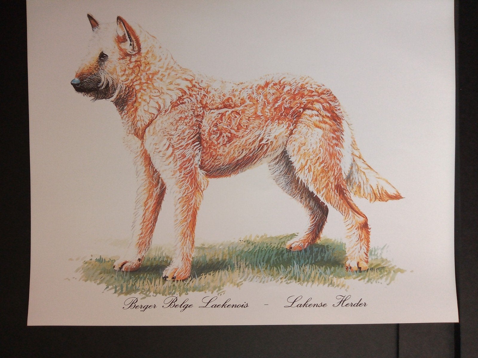 Lakense Herder - kunstprent - levensecht, Verzenden, 1980 tot heden, Zo goed als nieuw, Dier