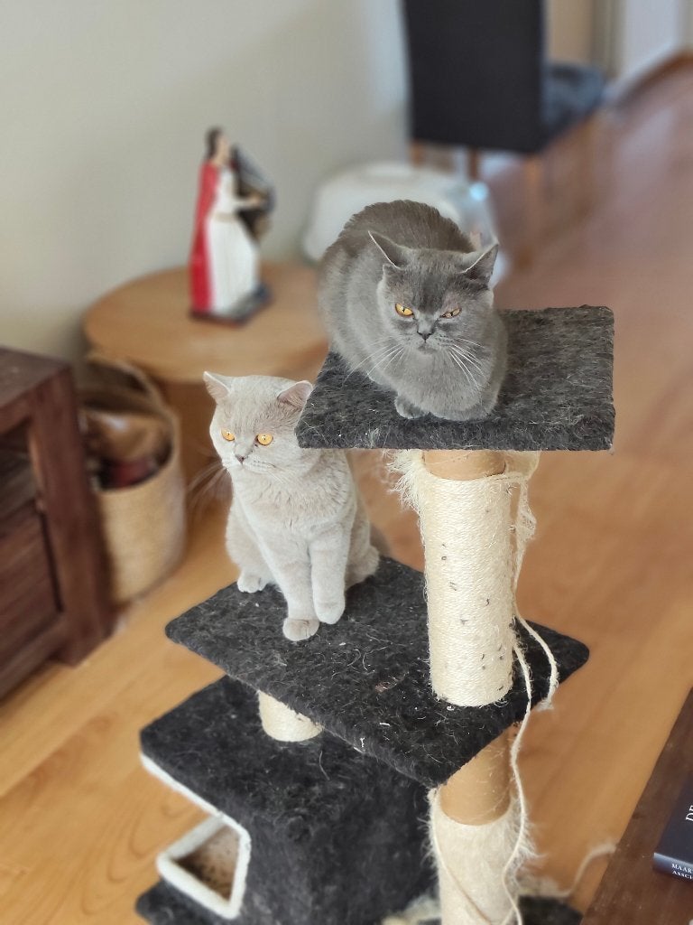 Britse Korthaar Kittens, Poes, Ontwormd, 0 tot 2 jaar