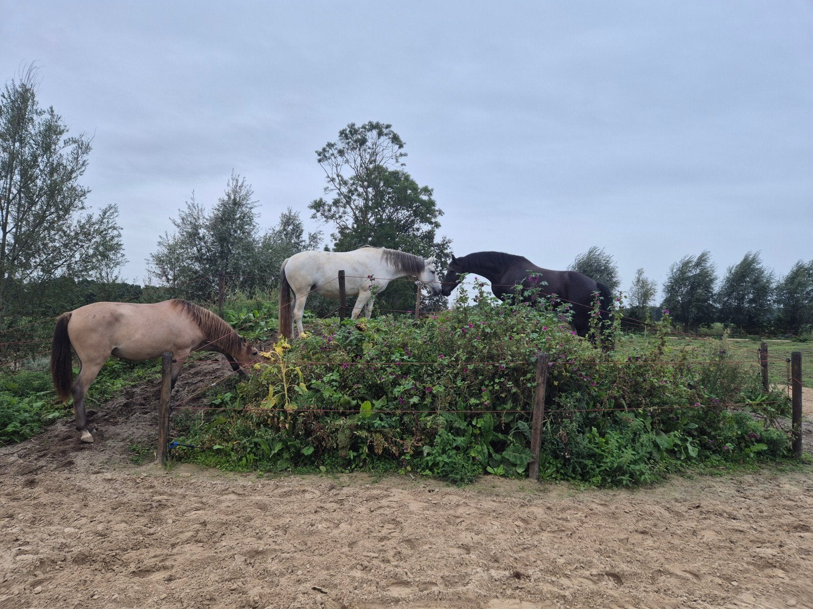 Per november plekje vrij in onze paddock paradise, 1 paard of pony