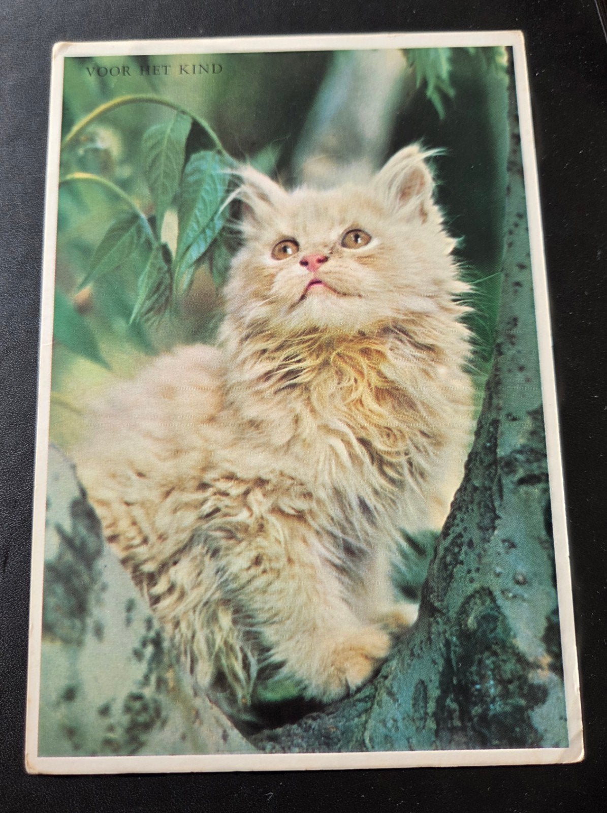 Schattige Perzische Kat, Verzamelen, Ansichtkaarten | Dieren, Ongelopen, 1960 tot 1980, Hond of Kat, Verzenden