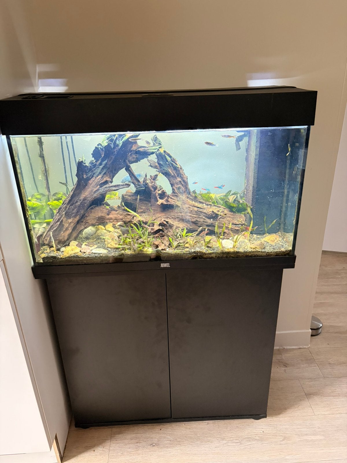 Aquarium 125L (incl. kast, vissen + benodigheden), Ophalen, Inclusief vissen, Juwel, Gevuld zoetwateraquarium