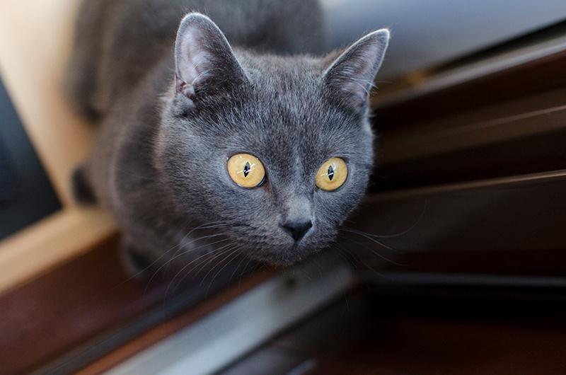 Blauwe Rus, Dieren en Toebehoren, Katten en Kittens | Raskatten | Korthaar, Poes, Gechipt, 0 tot 2 jaar