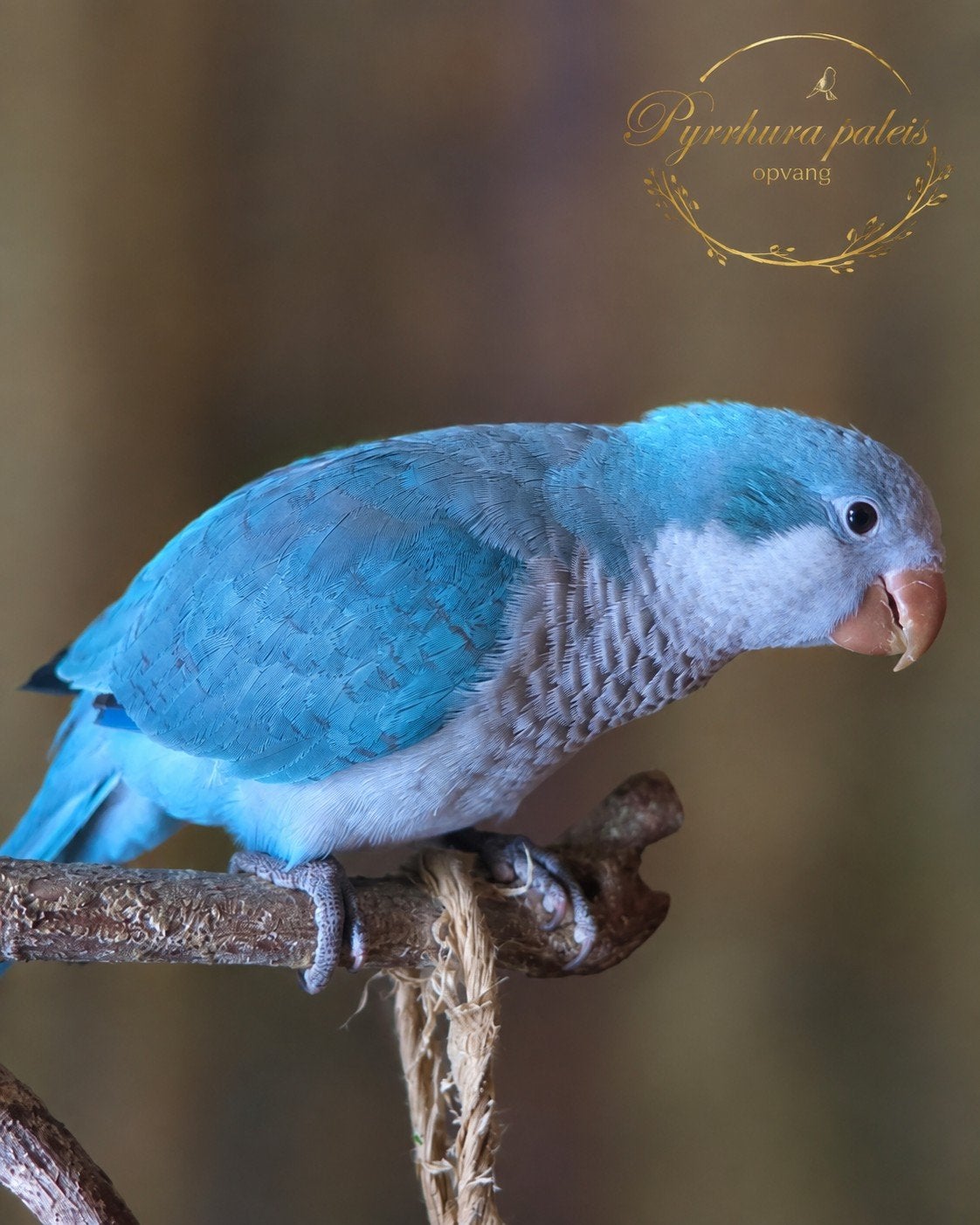 Yuki (Ter Adoptie) Muisparkiet, Dieren en Toebehoren, Vogels | Parkieten en Papegaaien, Mannelijk, Parkiet, Tam