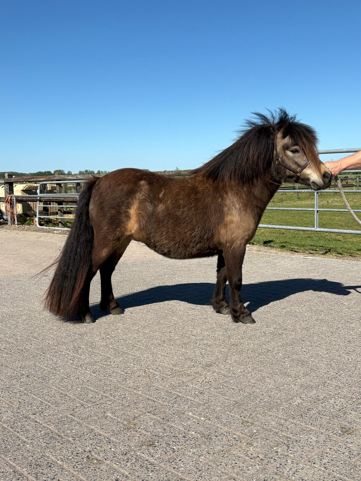 Mooie buckskin/valk shetlandmerrie, Dieren en Toebehoren, Pony's, Merrie, Met stamboom, Niet van toepassing, A pony (tot 1.17m)