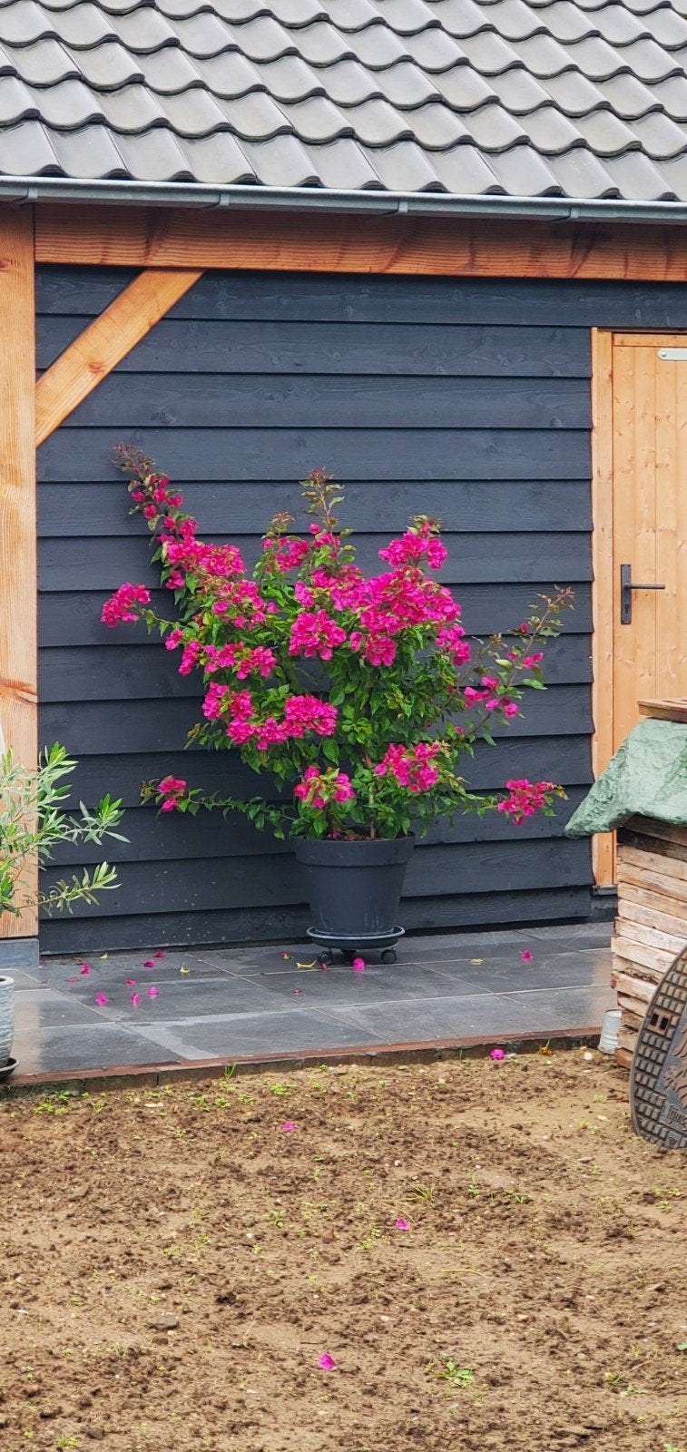 Grote Bougainvillea, Tuin en Terras, Ophalen of Verzenden