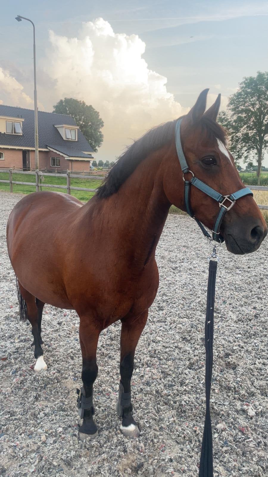 Leuke ruin 146, Dieren en Toebehoren, Pony's, Ruin, 11 jaar of ouder