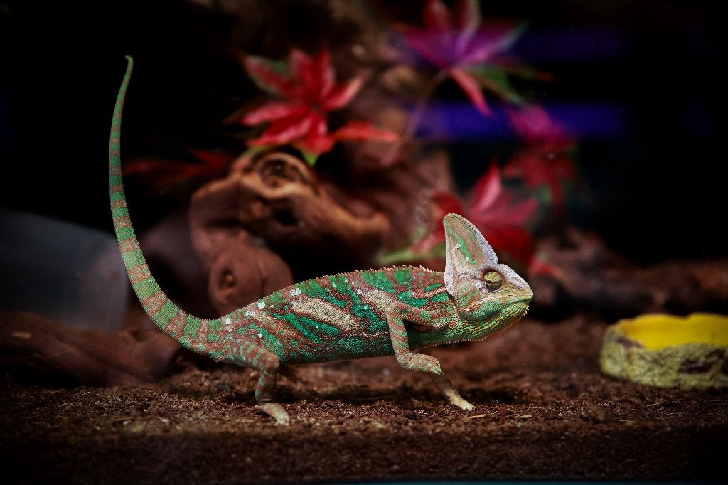 chamaeleo calyptratus - Jemen Kameleon Chameleon - female for sale from De Kaaiman