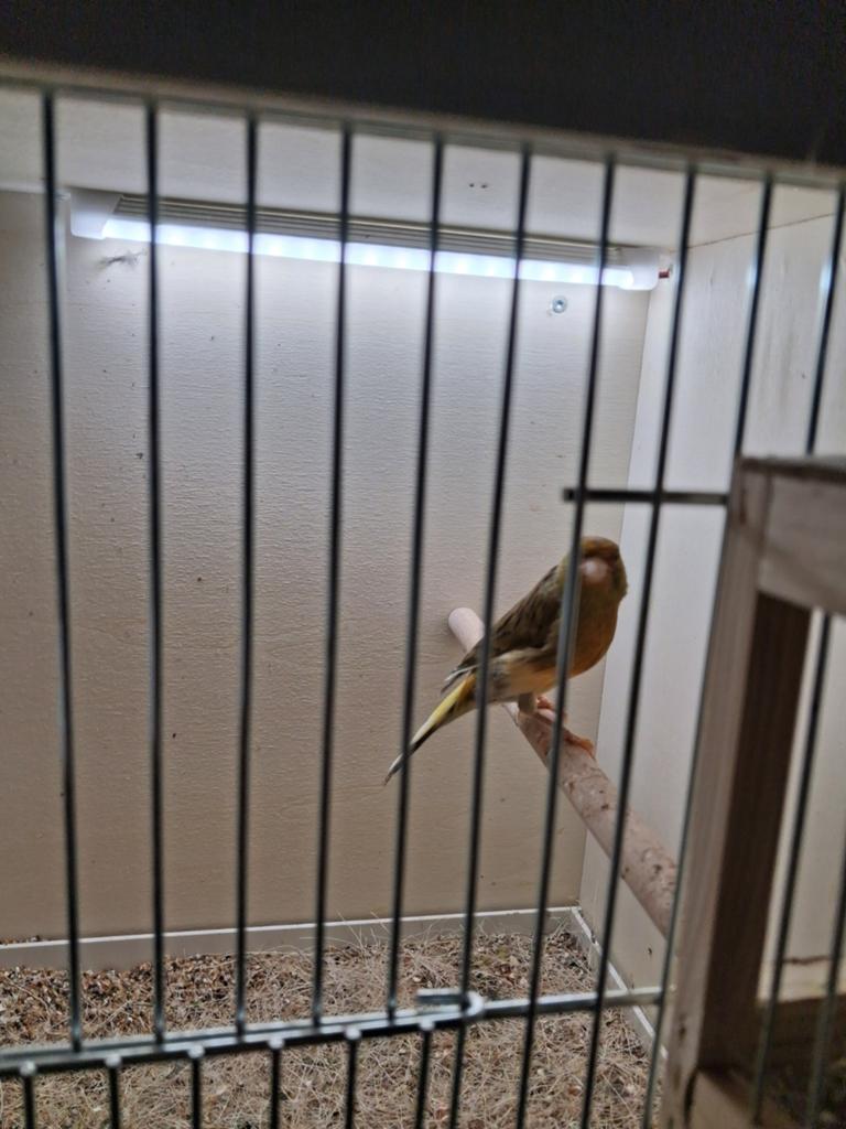 Harlekijn en five fancy, Meerdere dieren, Postuurkanarie
