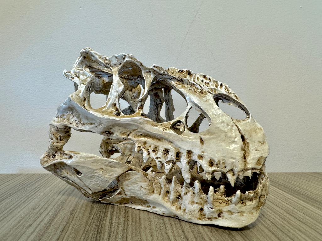 Prachtig Yangchuanosaurus Schedel (+- 20 Centimeter Lang), Verzamelen, Beelden en Beeldjes, Ophalen of Verzenden, Nieuw, Dier