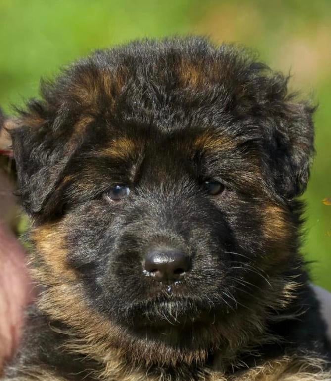 Duitse herder DIEGO VOM BORNIGER-DREIECK ter dekking, Dieren en Toebehoren, Reu, Parvo, Eén hond, 3 tot 5 jaar