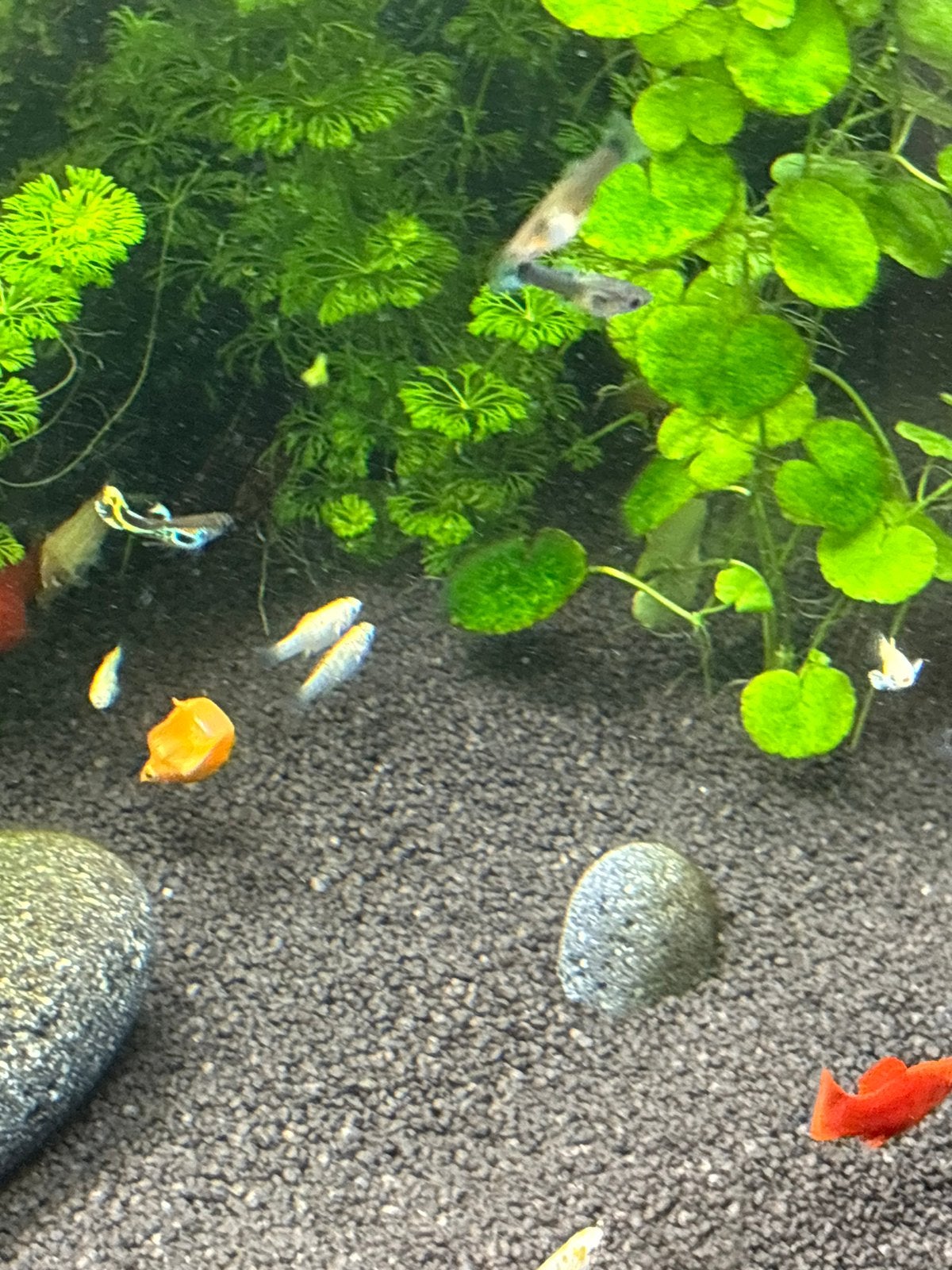 Babyvisjes te koop, Dieren en Toebehoren, Vis
