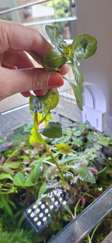 stekken van de ludwigia, Ophalen of Verzenden