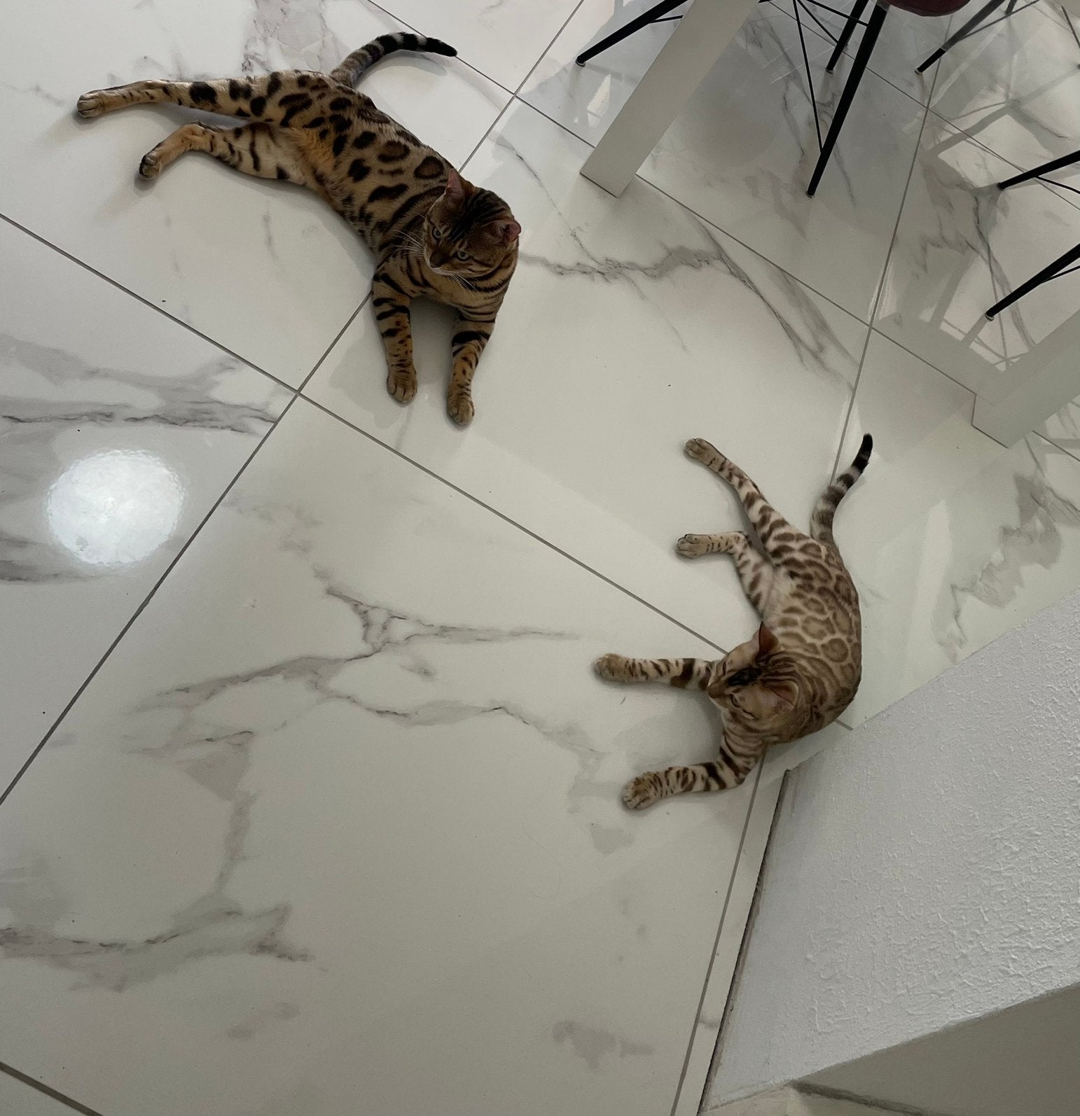 Bengaal kat, Kater, Met stamboom, 3 tot 5 jaar
