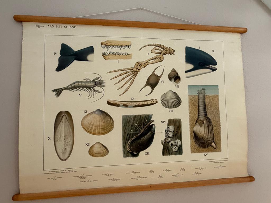 Vintage decoratie schoolplaat AAN HET STRAND" (J.B. Wolters), Ophalen, Natuur en Biologie