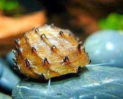 Neritina Juttingae - Remslak - Koidream Valburg, Vis, Zoetwatervis