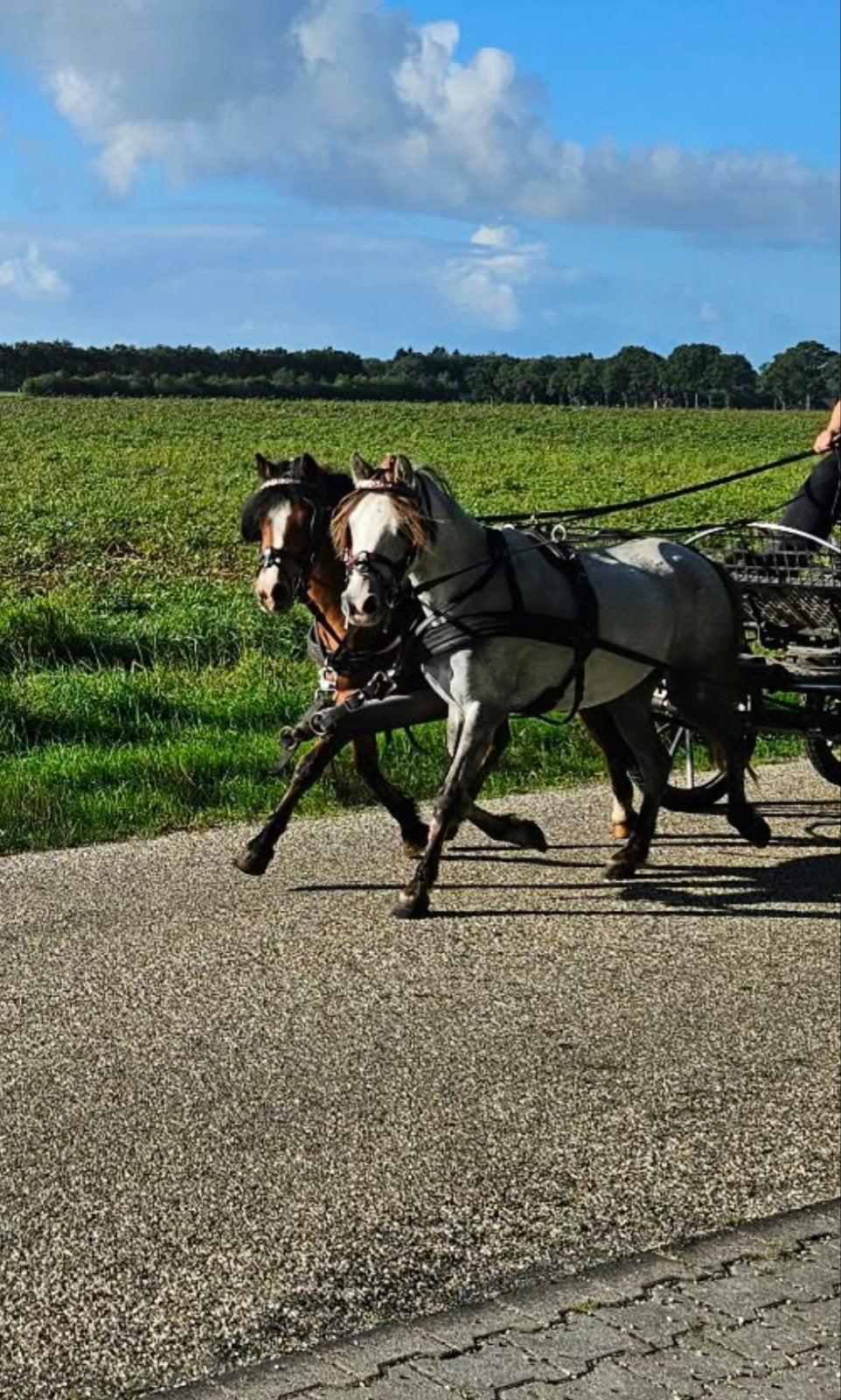 Welsh a menponys merries, Dieren en Toebehoren, Merrie, A pony (tot 1.17m), 0 tot 2 jaar