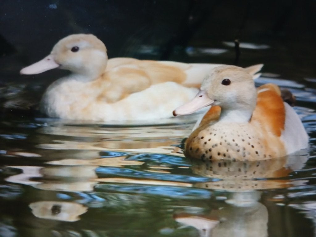 blonde roodschouder siereenden, Dieren en Toebehoren, Pluimvee, Vrouwelijk, Eend