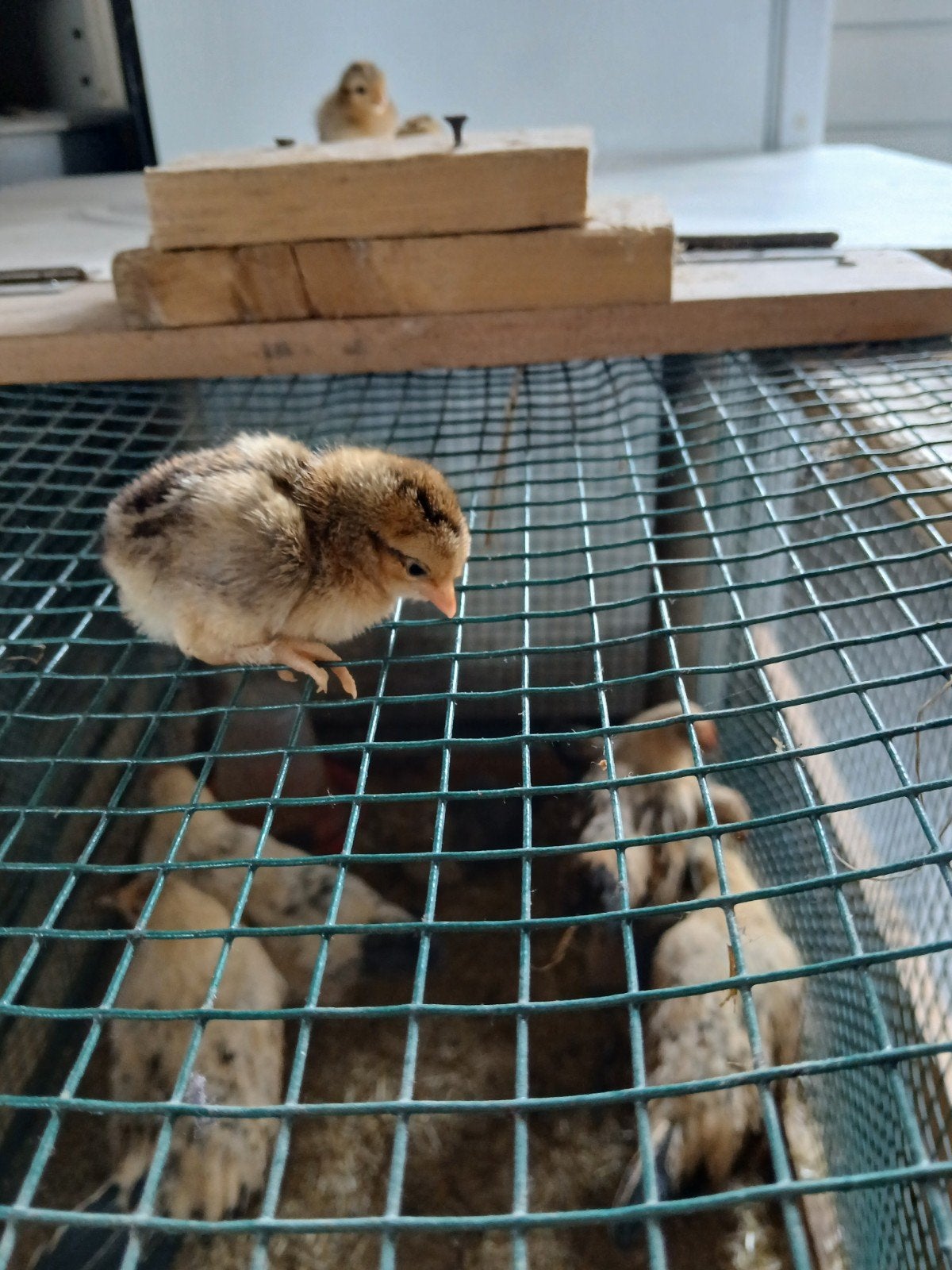 Mooie hollandse krielen, Dieren en Toebehoren, Geslacht onbekend, Kip