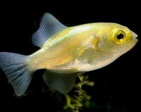 Auriglobus Modestus - Avocado Kogelvis - Koidreams Valburg, Vis, Zoetwatervis