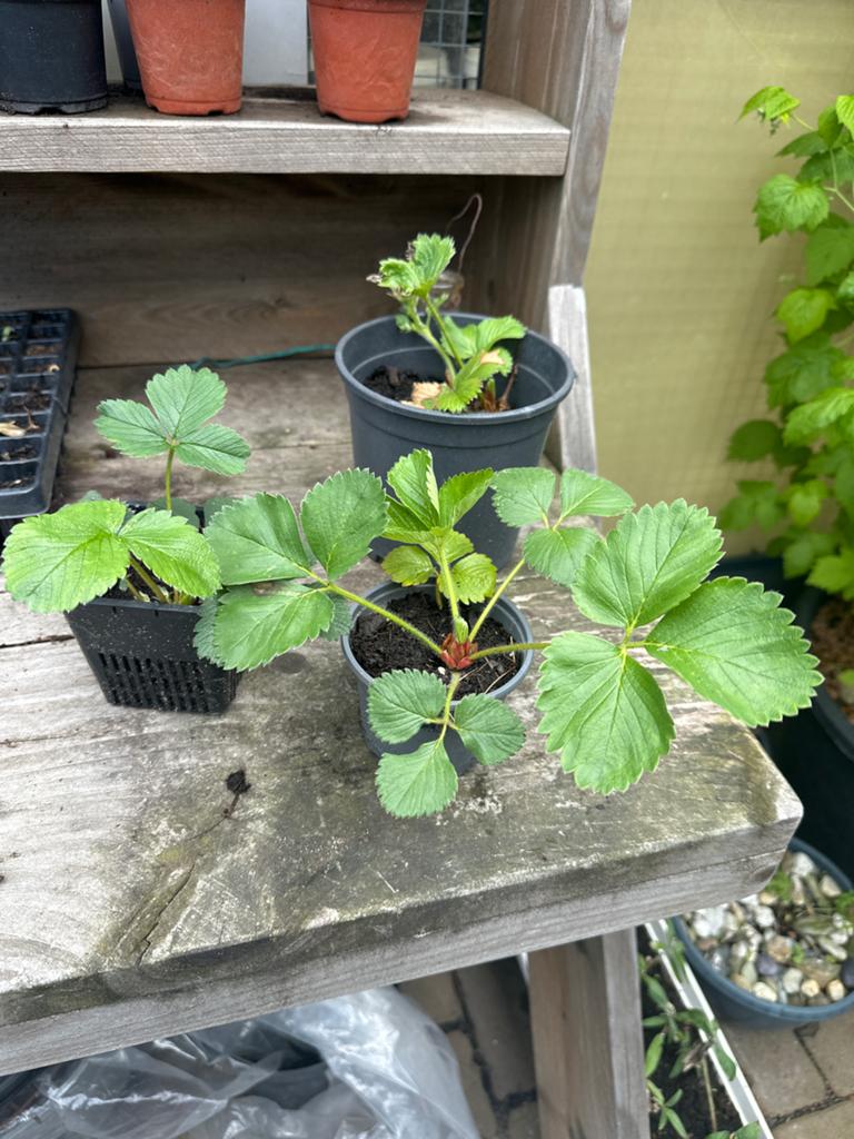 Verse biologische aardbeiplanten - perfect voor uw tuin!, Ophalen, Volle zon, Vaste plant, Fruitplanten