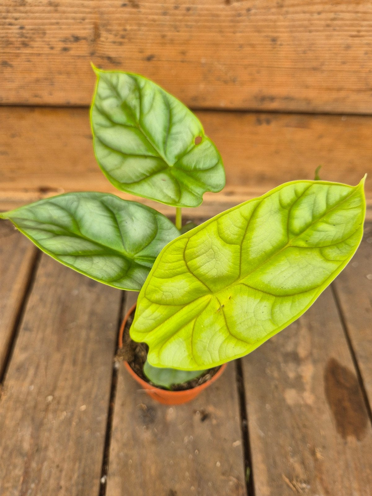 Alocasia Dragon Gold p7, meerdere vergelijkbare exemplaren b, Ophalen of Verzenden, Halfschaduw, Minder dan 100 cm