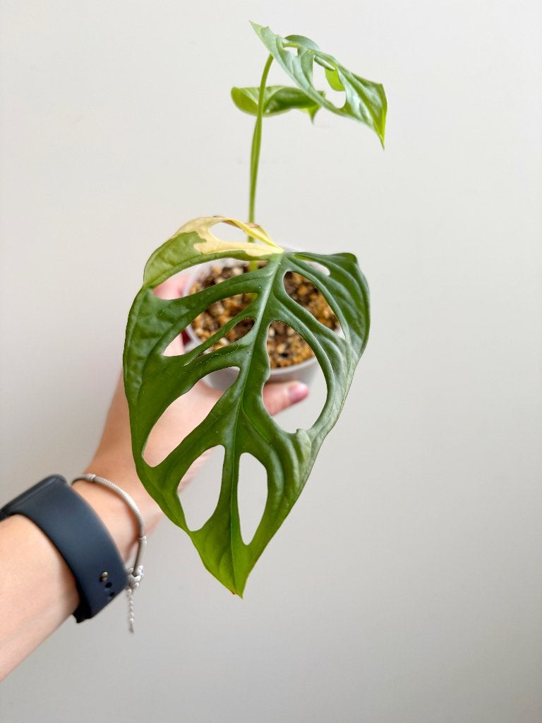 Monstera Adansonii Aurea #179, Ophalen of Verzenden, Halfschaduw, 150 tot 200 cm