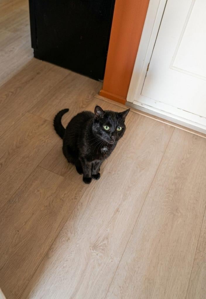 2 lieve katten (5 jaar) zoeken een liefdevol nieuw thuis, Dieren en Toebehoren, Poes, 3 tot 5 jaar