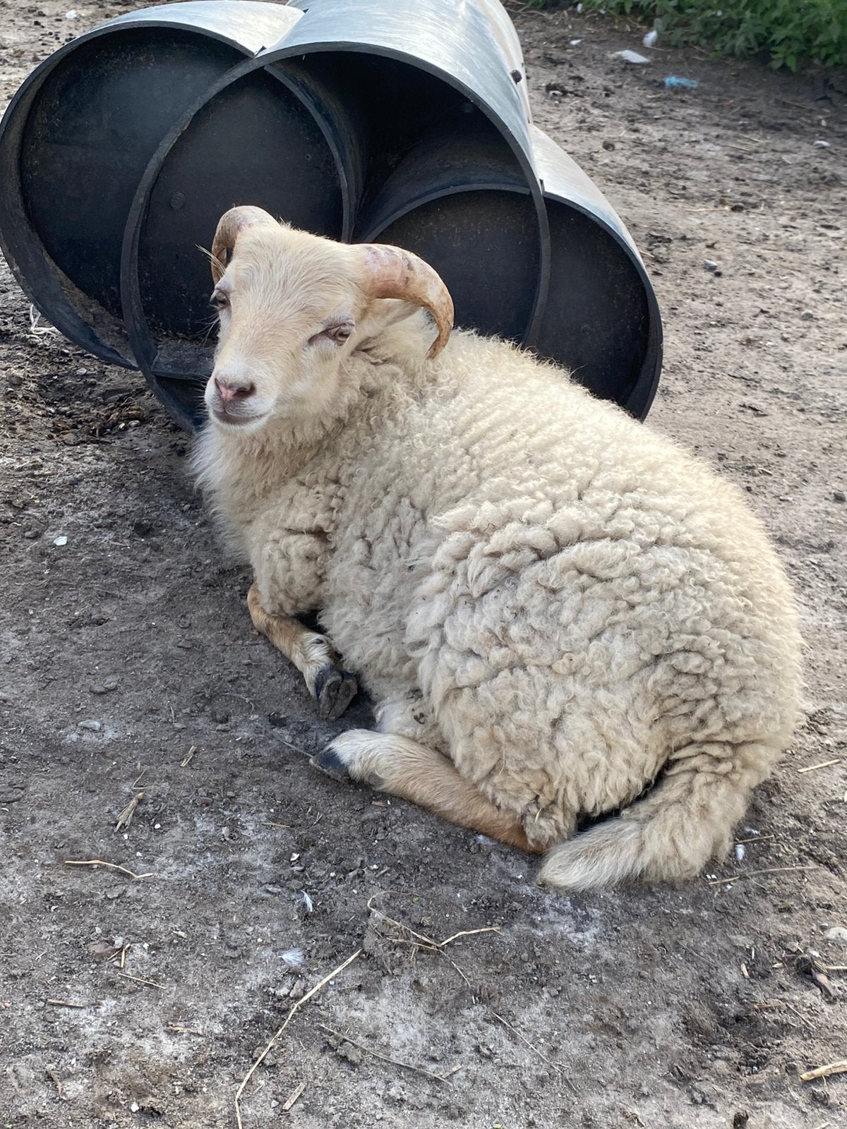 Oussant rammetje tekoop, Mannelijk, Schaap
